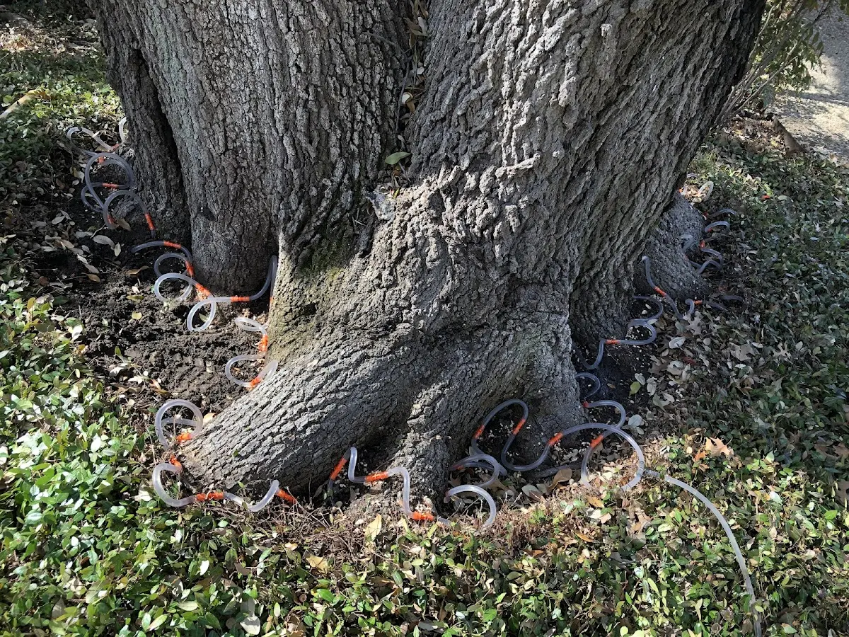 Detailed Tree Cabling and Bracing job site in Tenino
